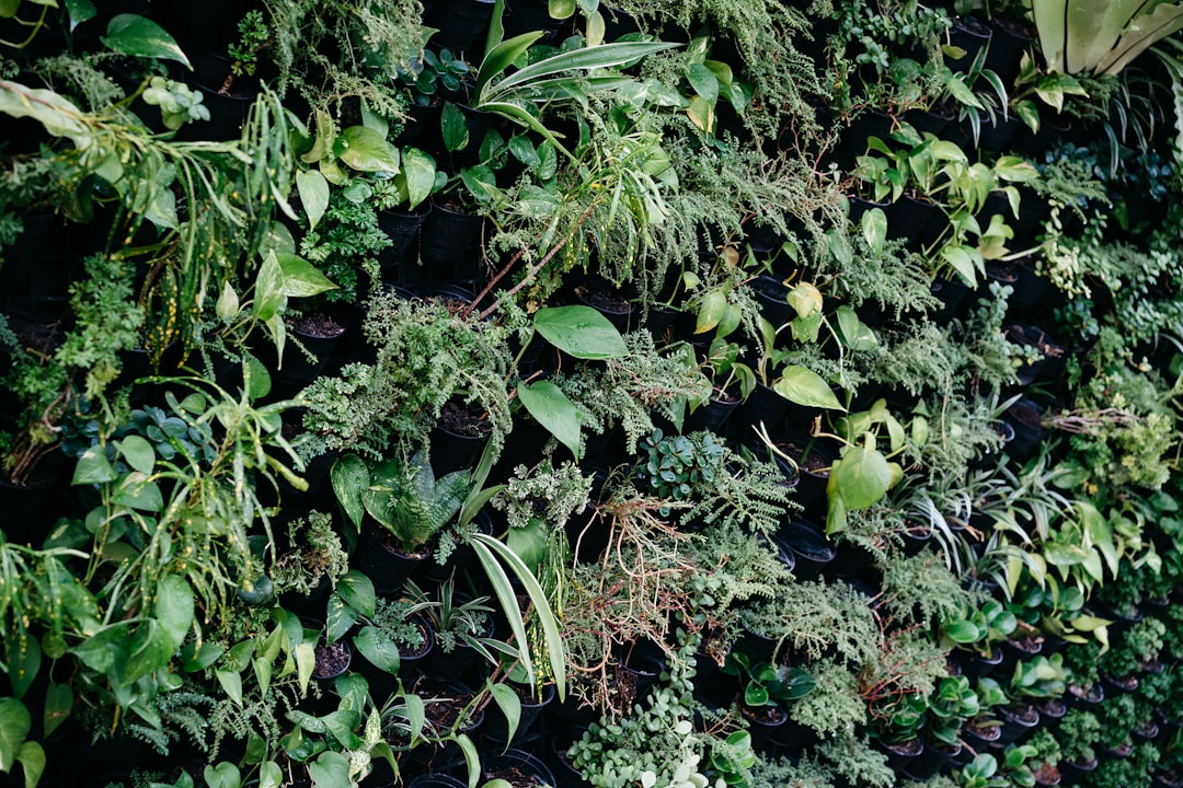 Adaptogeny roślinne: naturalne wsparcie dla organizmu 1 Photo Adaptogenic herbs