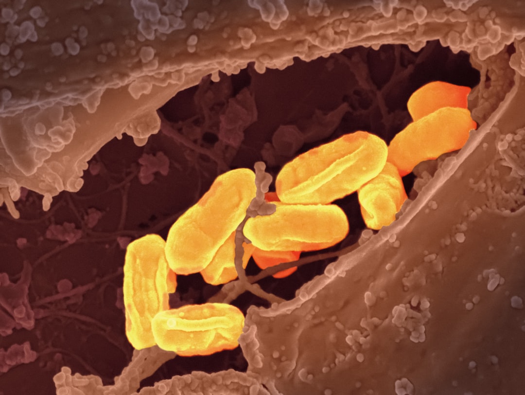 Mikrobiota jelitowa: kluczowa równowaga zdrowia 1 Photo Gut bacteria