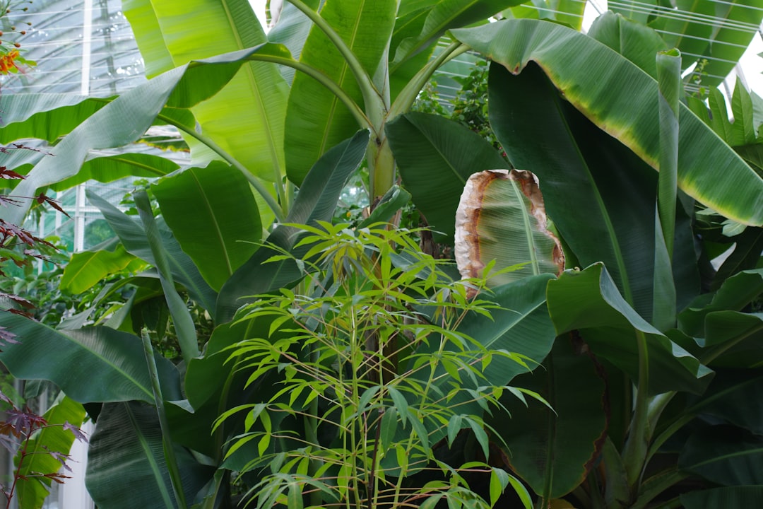 Migracje roślin inwazyjnych: zagrożenia i konsekwencje 1 Photo Invasive plant migrations