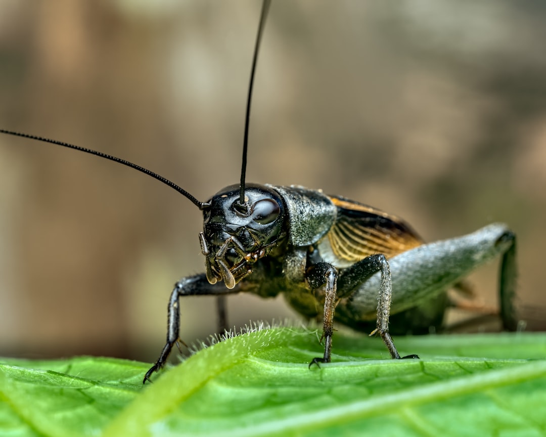 Niezwykłe adaptacje owadów: niesamowite przystosowanie do środowiska 1 Photo Insects adaptations